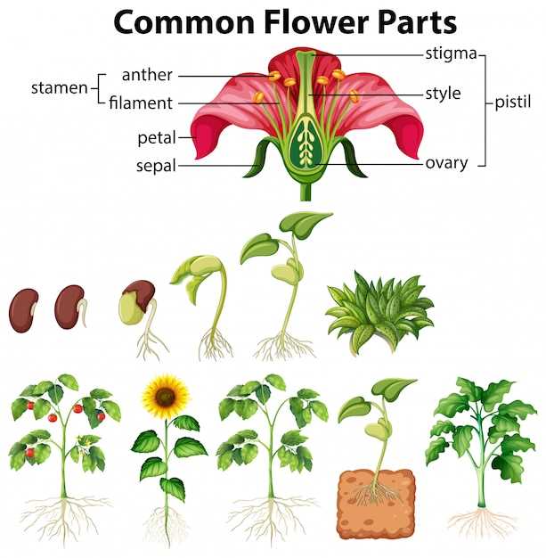 seed parts diagram