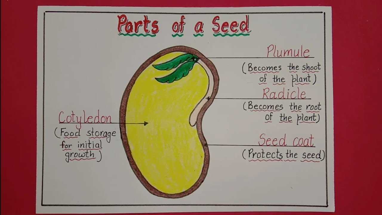 seed parts diagram