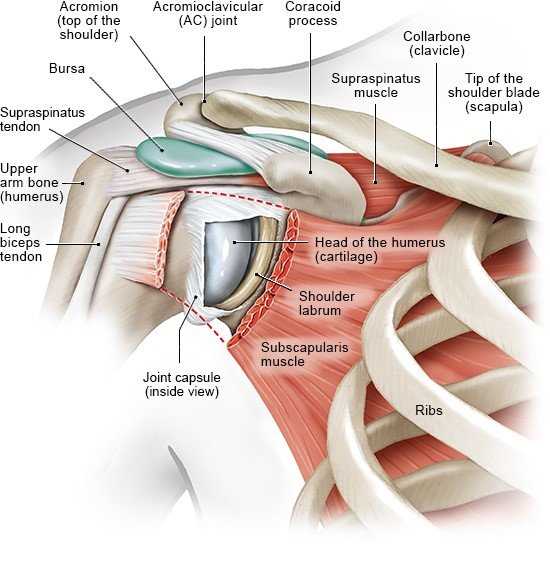 shoulder parts diagram