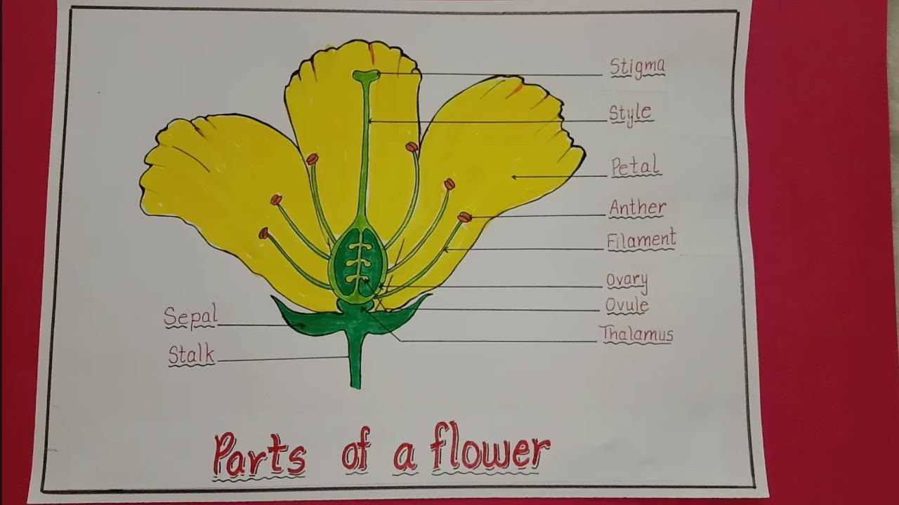 simple flower parts diagram