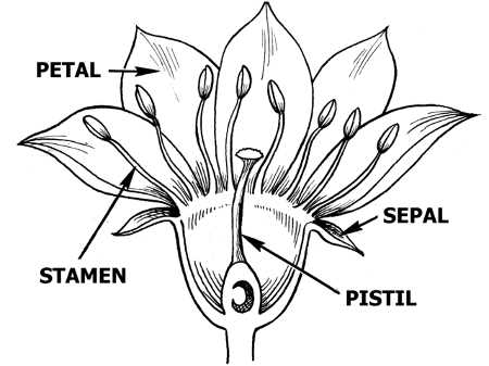 simple flower parts diagram