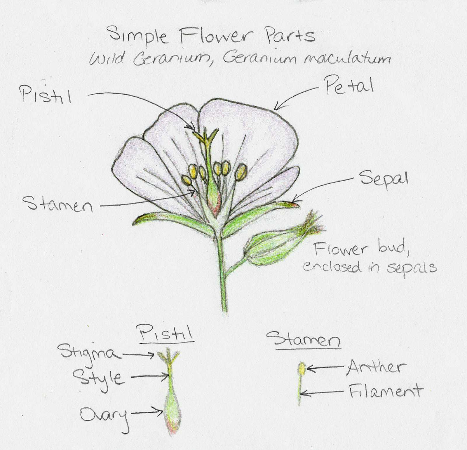 simple flower parts diagram