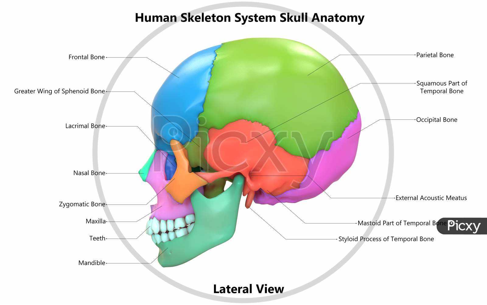 skeletal system parts diagram