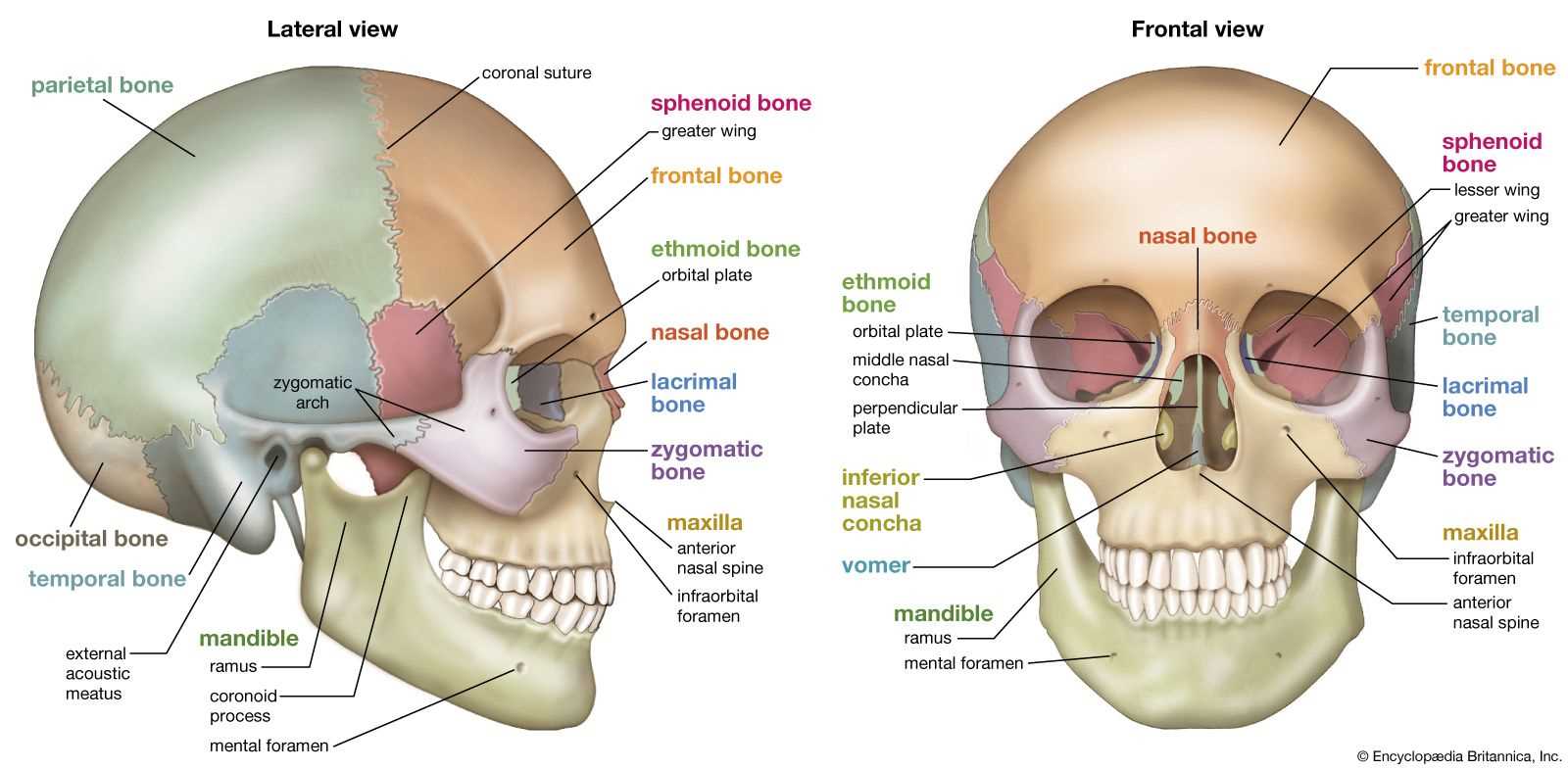 skeletal system parts diagram