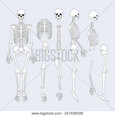 skeletal system parts diagram