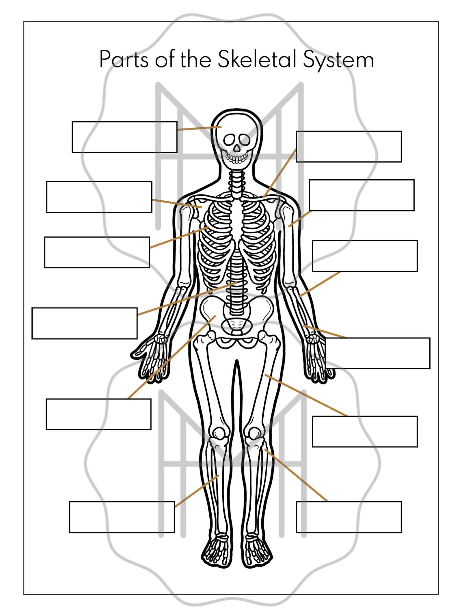 skeletal system parts diagram