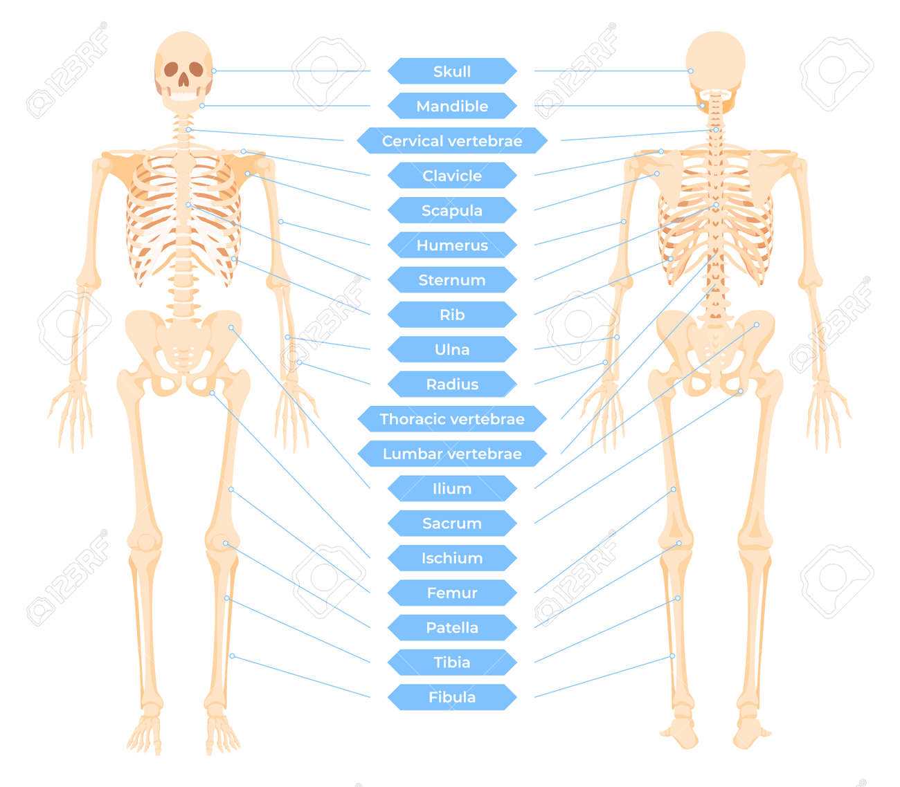 skeletal system parts diagram