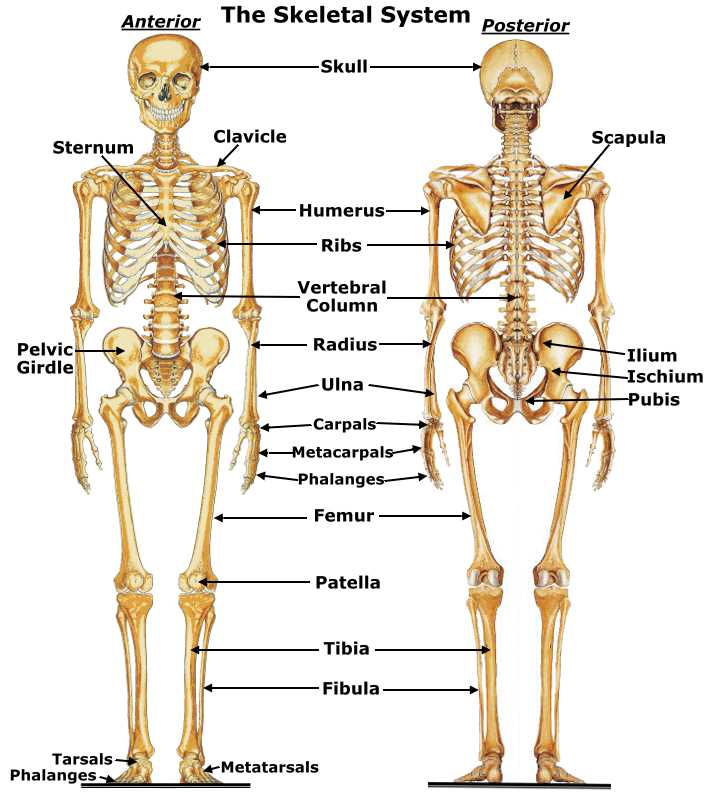 skeletal system parts diagram