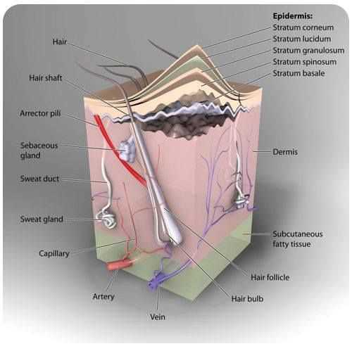 skin diagram with parts