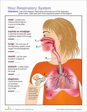 parts of respiratory system diagram