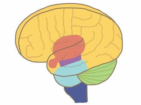 parts of the brain simple diagram
