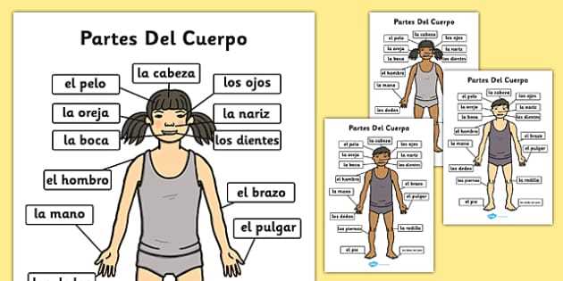 spanish body parts diagram