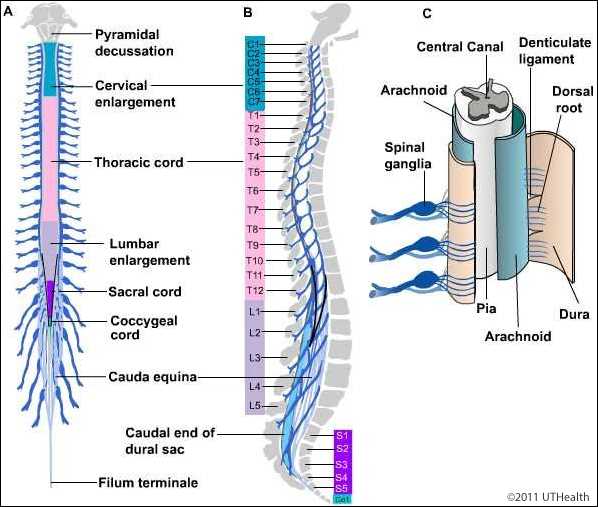 spine parts diagram