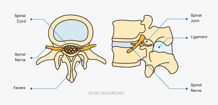 spine parts diagram