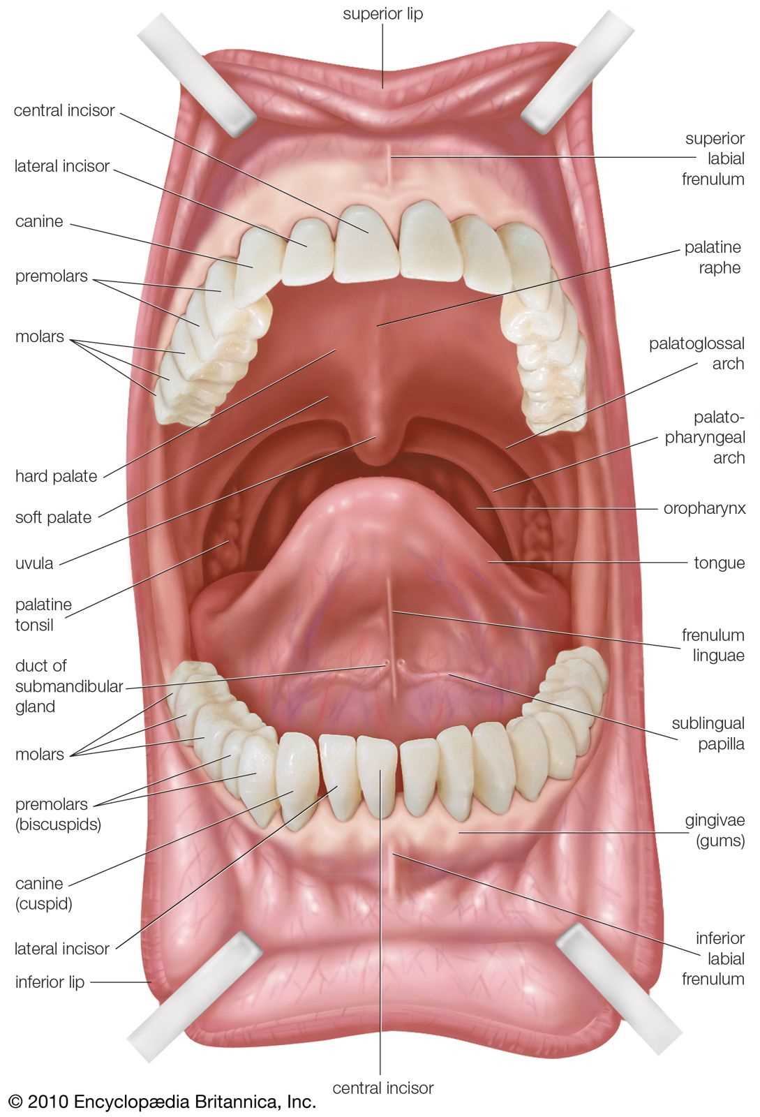 parts of the mouth and throat diagram