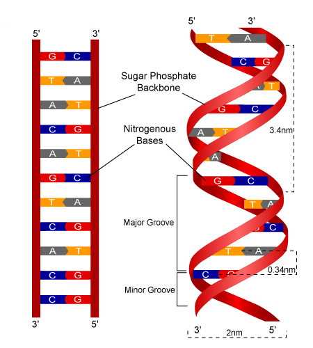 parts of dna diagram