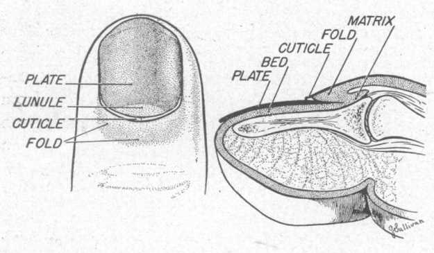 parts of the nail diagram