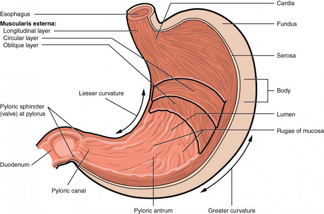 stomach diagram with parts