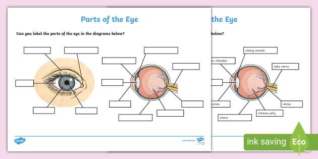 parts of the eye diagram worksheet