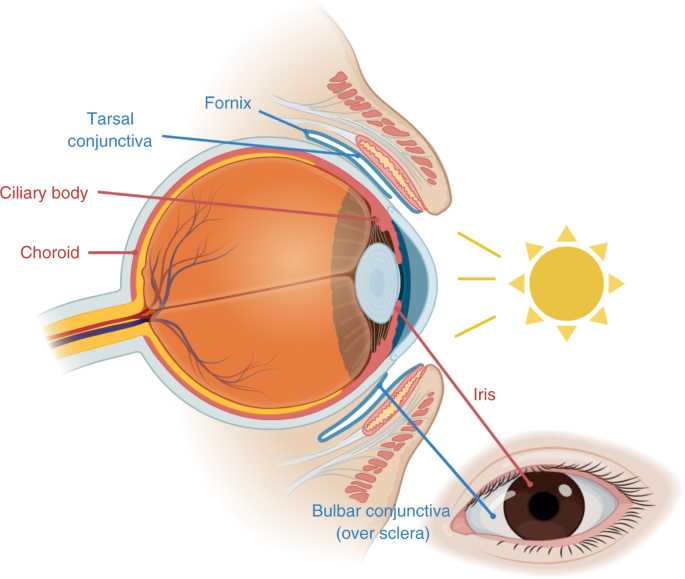 sunglass parts diagram