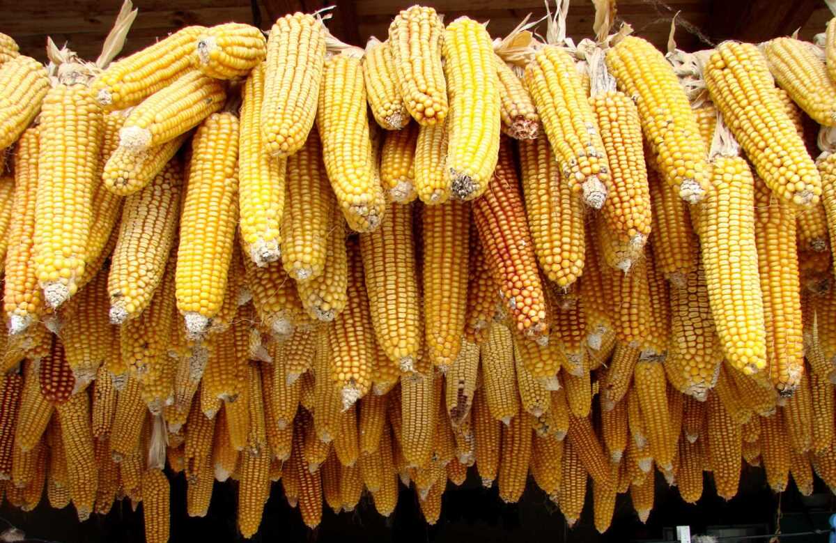 sweet corn parts diagram