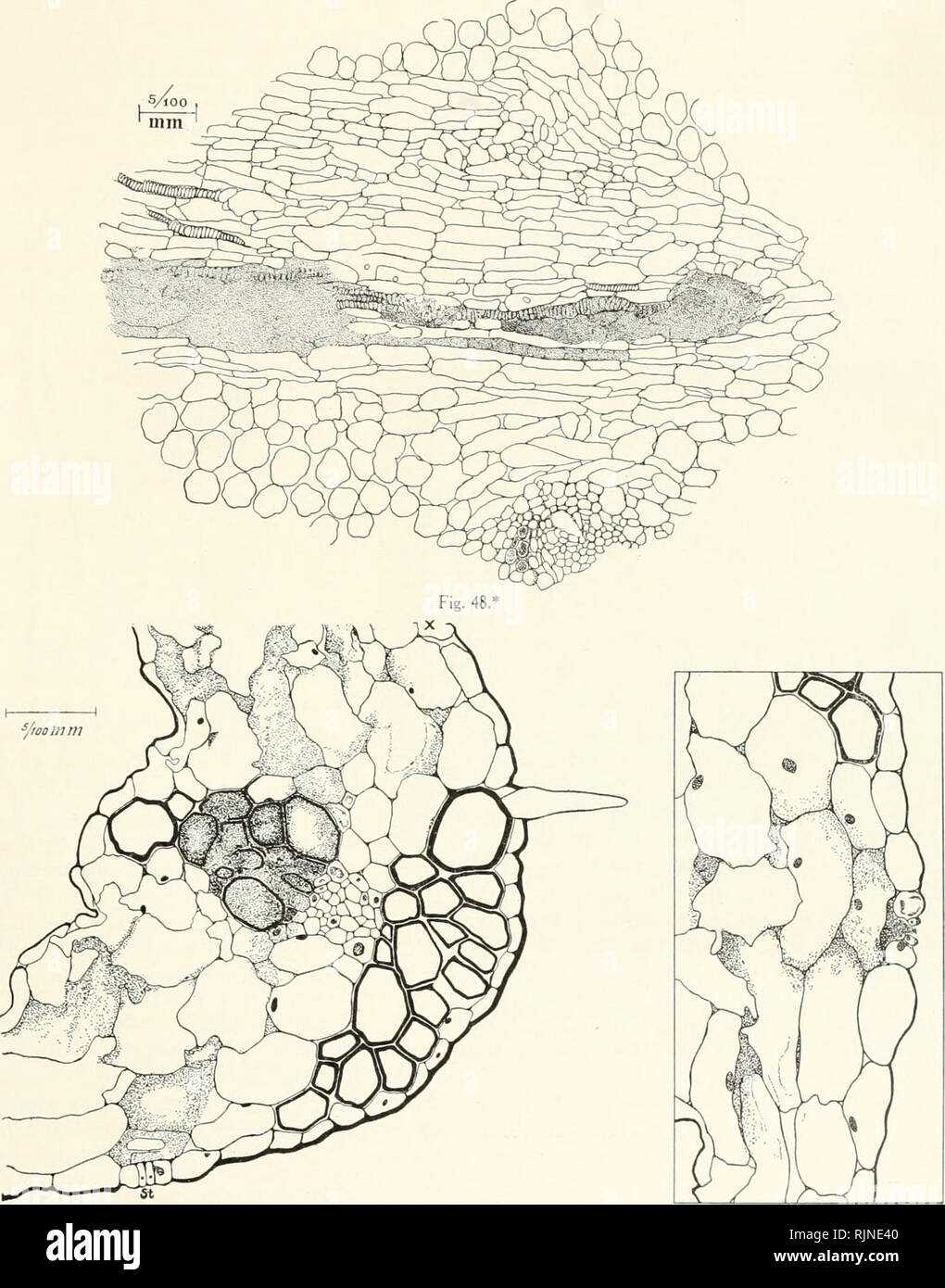 sweet corn parts diagram