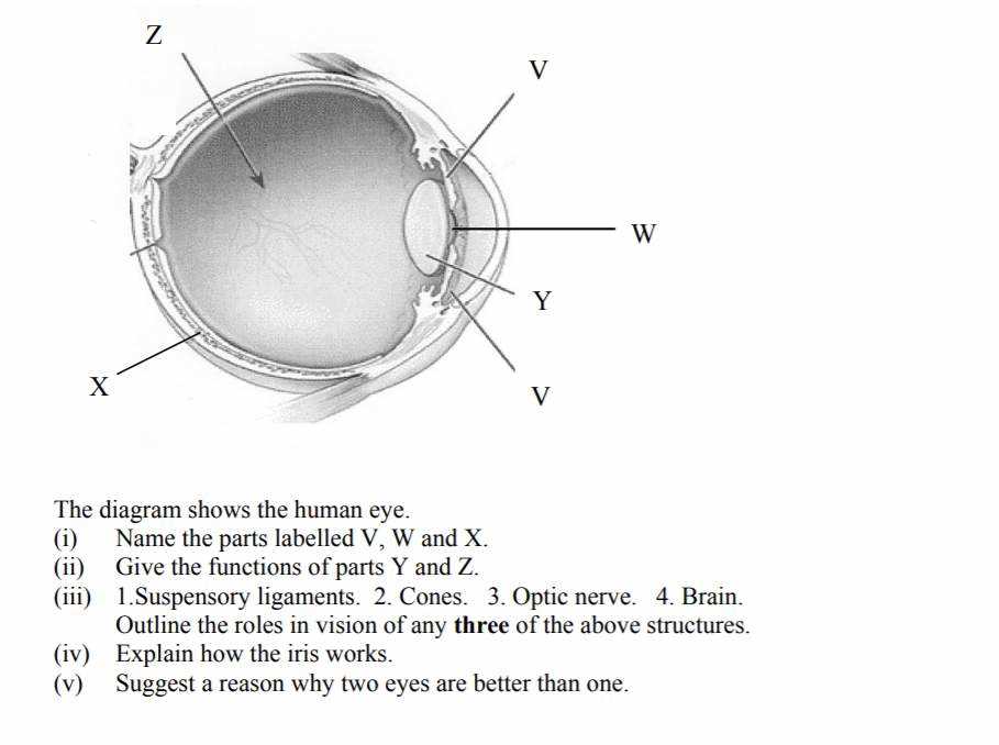 parts of an eyeball diagram