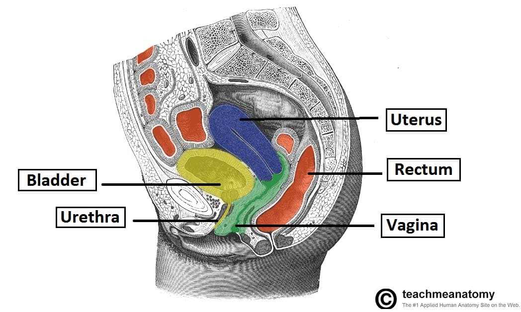 parts of uterus diagram