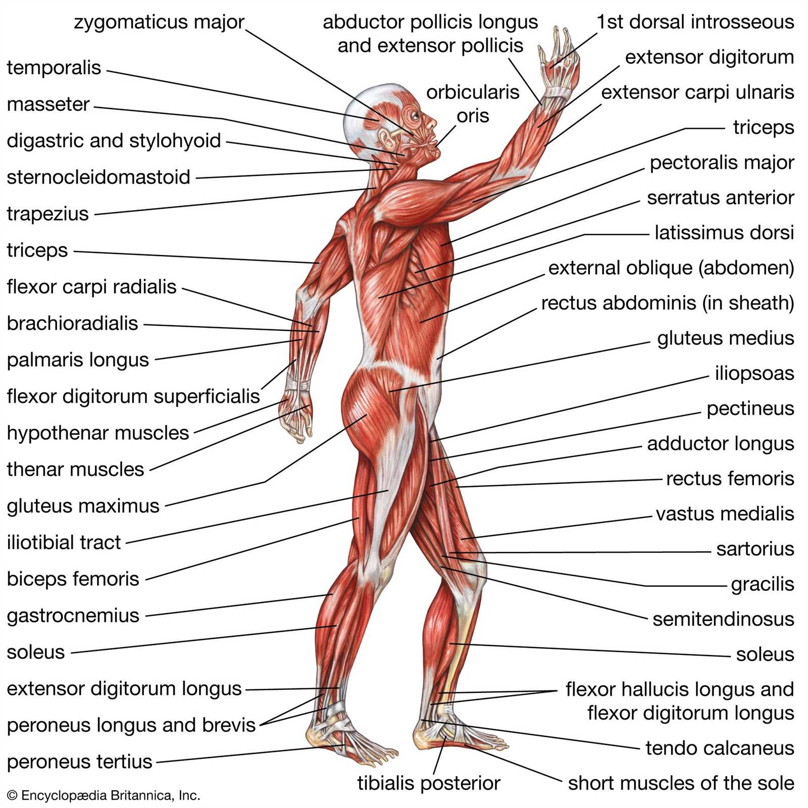 parts of the body diagram