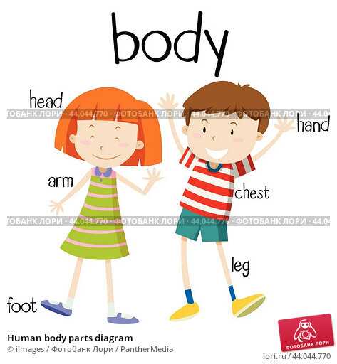 the human body parts diagram