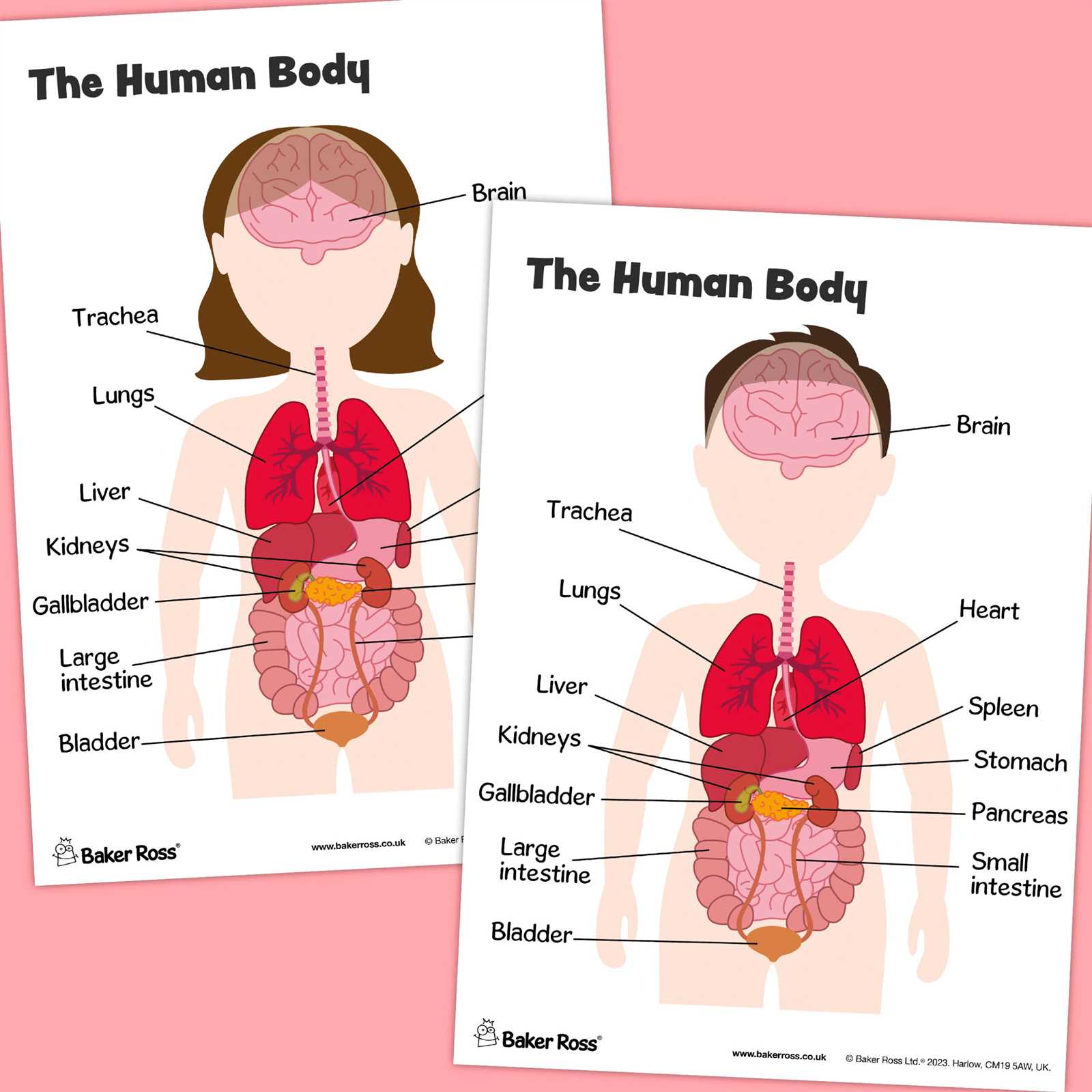 the human body parts diagram