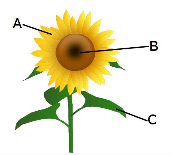 parts of sunflower diagram