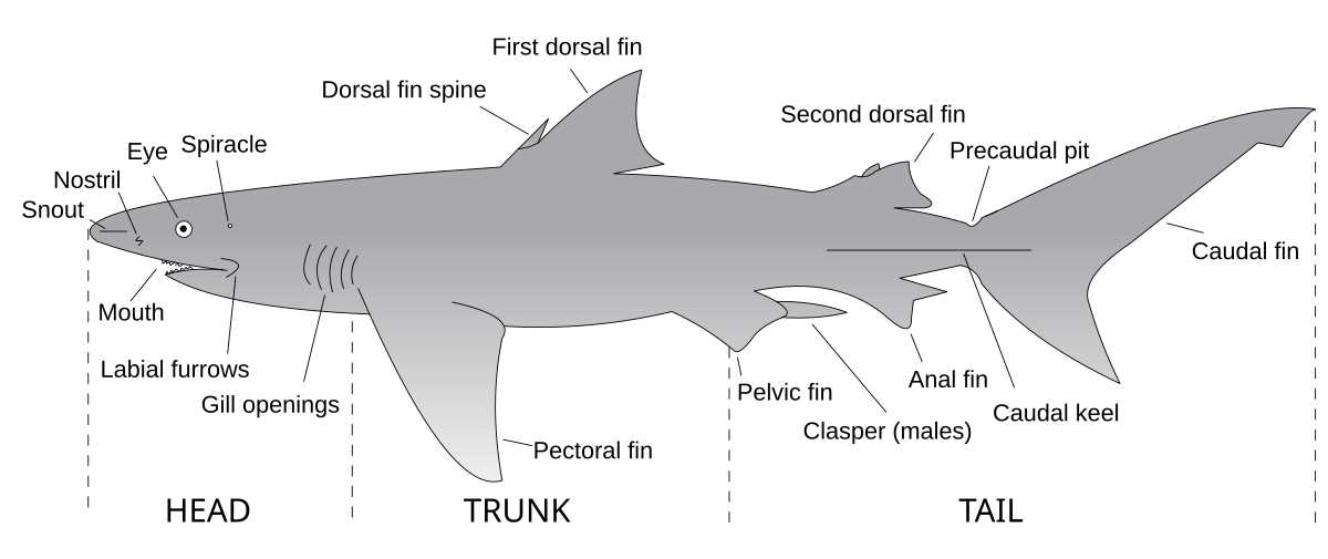 tigershark parts diagram