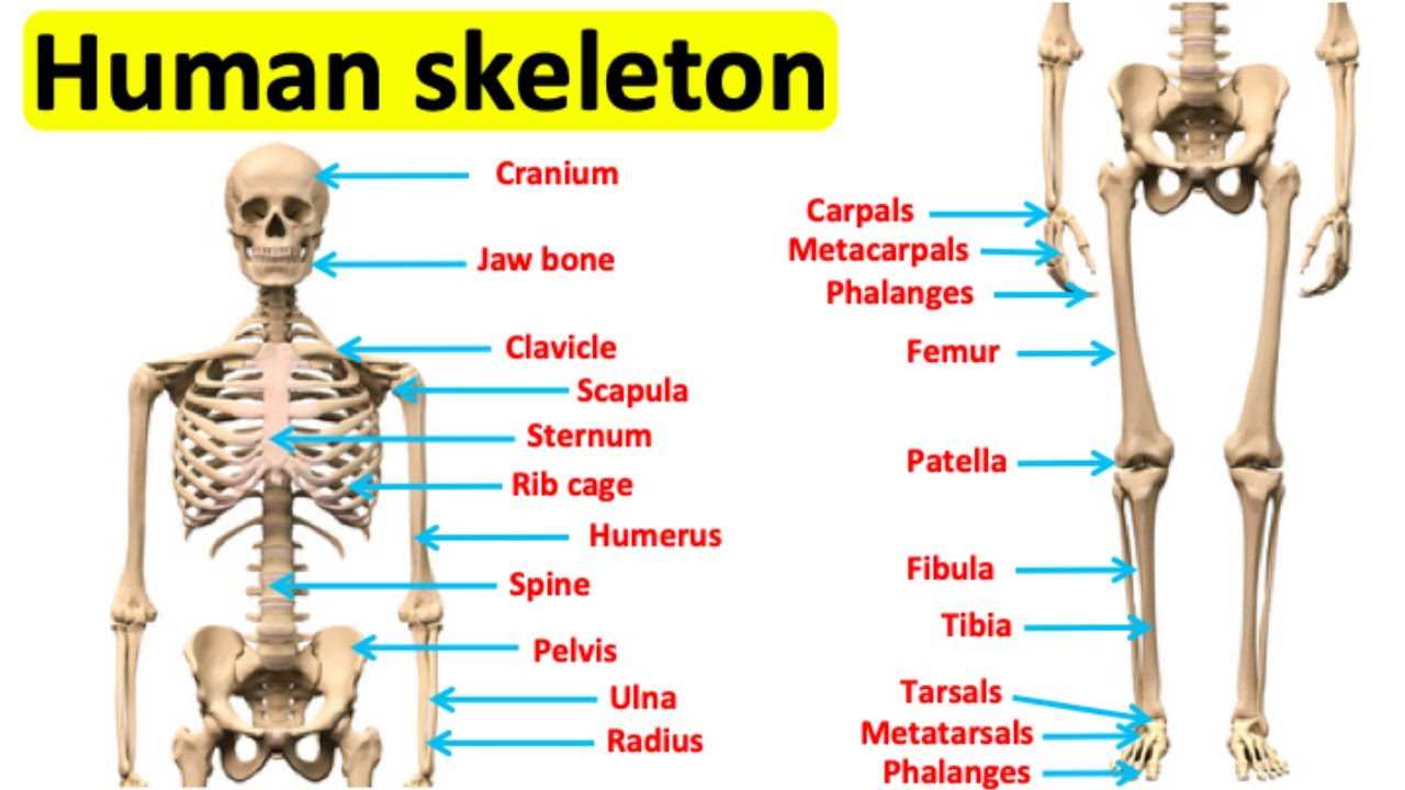 skeletal system parts diagram