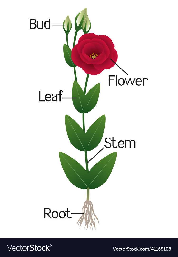 parts of rose flower diagram