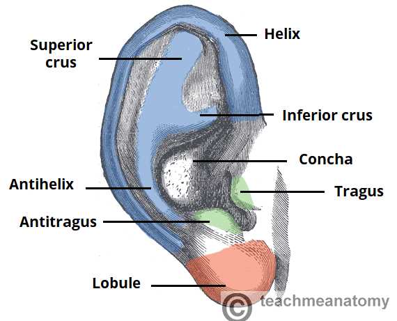 parts of the external ear diagram