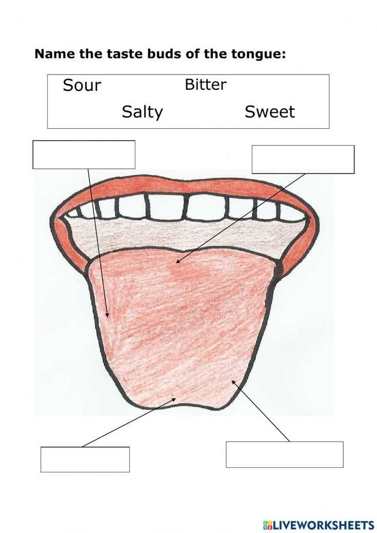 tongue taste parts diagram