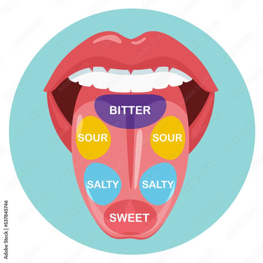 tongue taste parts diagram