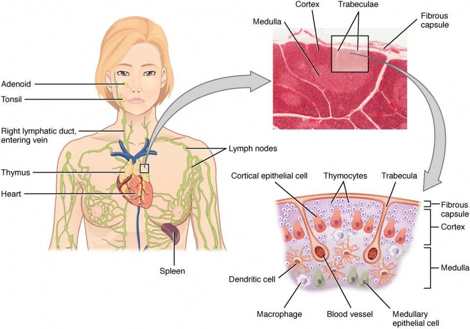 parts of the lymphatic system diagram