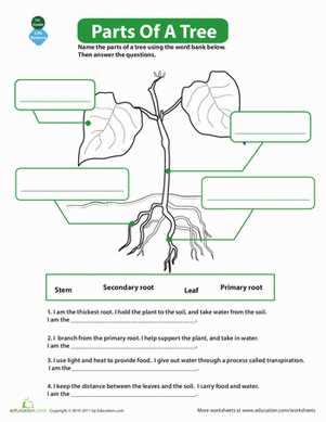 tree diagram parts