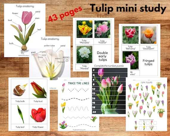 tulip flower parts diagram