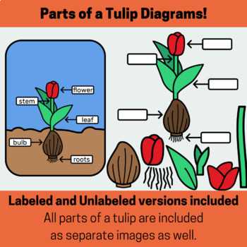 tulip parts diagram