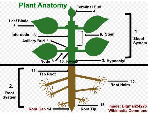 tulip parts diagram