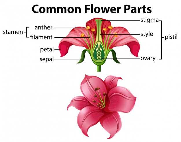 tulip parts diagram