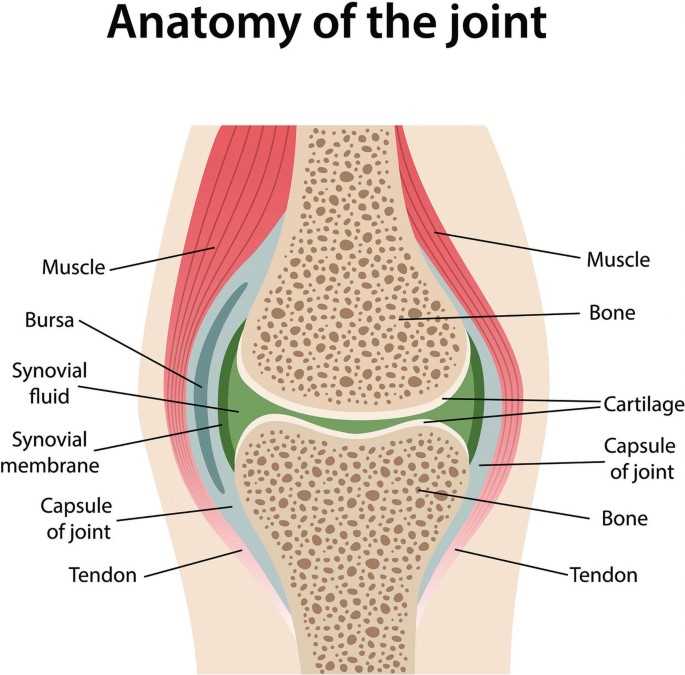 turkey body parts diagram