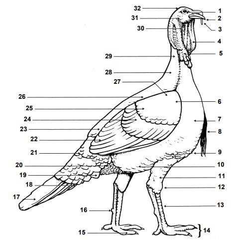 turkey body parts diagram