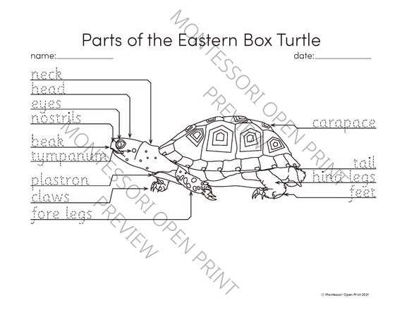 turtle body parts diagram