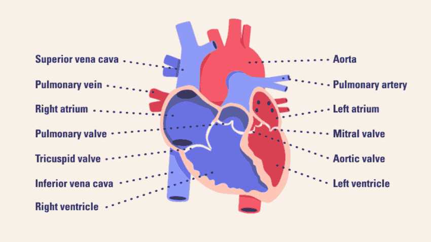 parts of heart diagram