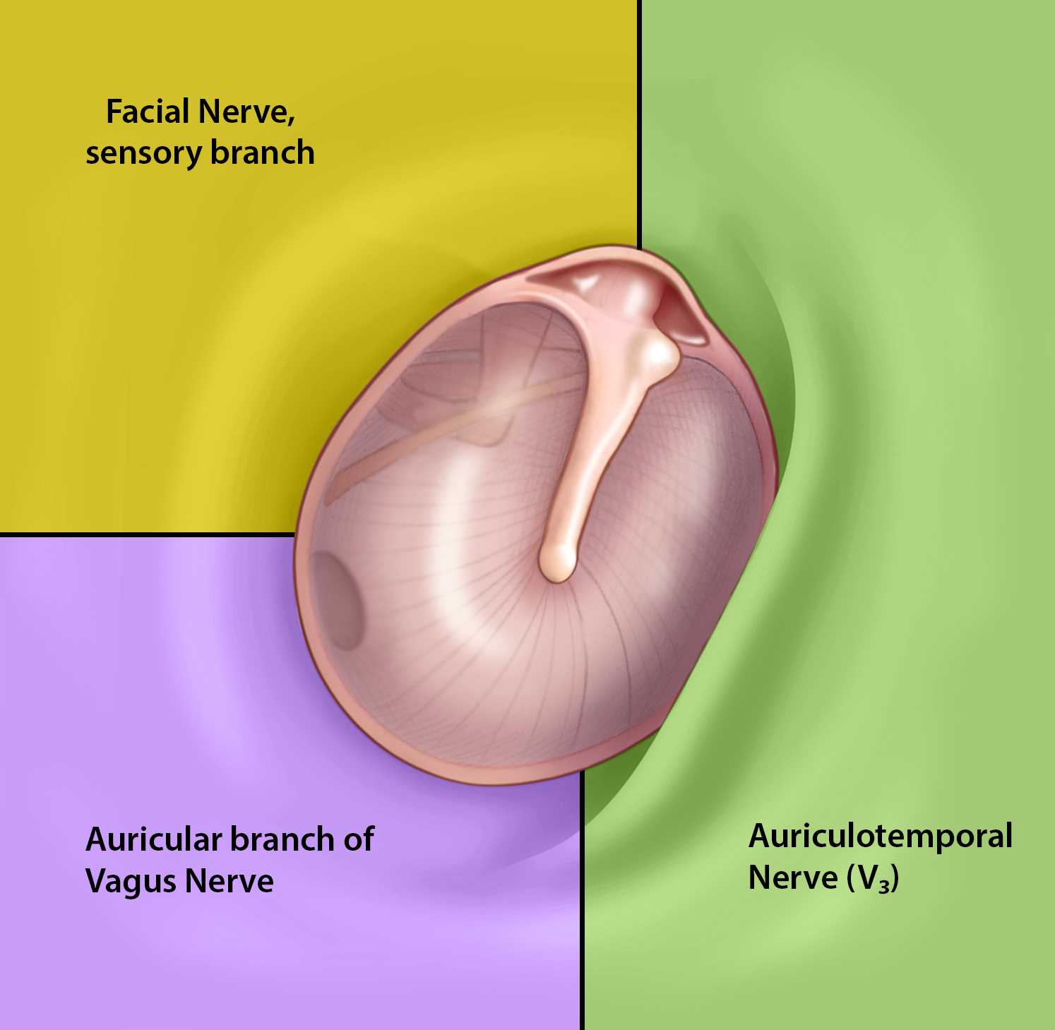 parts of the external ear diagram