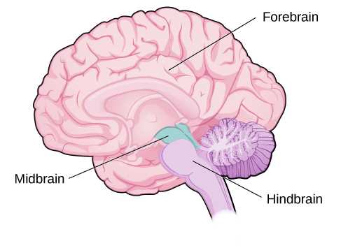 parts of the brain and what they do diagram